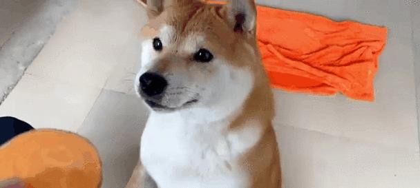 柴犬的饮食习惯和适宜生吃的食物(探讨柴犬的饮食喜好以及适合其生食的关键食物)(图1) 柴犬的饮食习惯和适宜生吃的食物(探讨柴犬的饮食喜好以及适合其生食的关键食物)(图1)