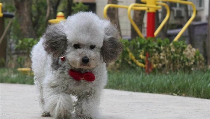 贵宾犬毛为何会逐渐变白?(探究贵宾犬毛变白的原因和影响)(图4) 贵宾犬毛为何会逐渐变白?(探究贵宾犬毛变白的原因和影响)(图4)