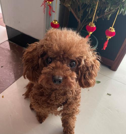 泰迪犬的丰富多彩之色(探秘泰迪犬的不同毛色与特征)(图2) 泰迪犬的丰富多彩之色(探秘泰迪犬的不同毛色与特征)(图2)