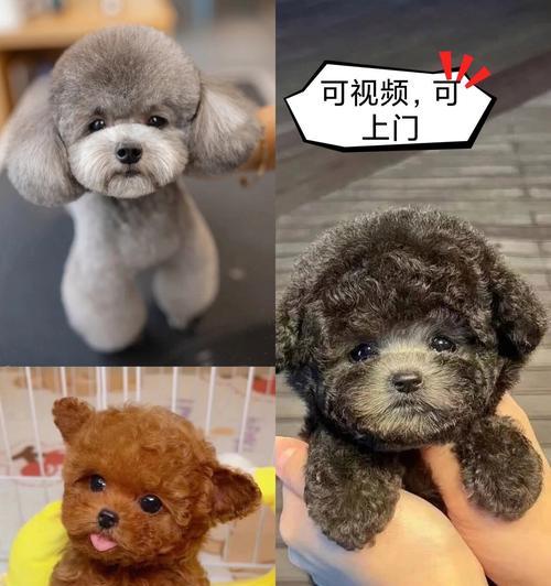 泰迪犬的丰富多彩之色(探秘泰迪犬的不同毛色与特征)(图4) 泰迪犬的丰富多彩之色(探秘泰迪犬的不同毛色与特征)(图4)