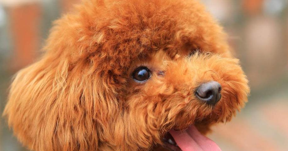 泰迪犬的丰富多彩之色（探秘泰迪犬的不同毛