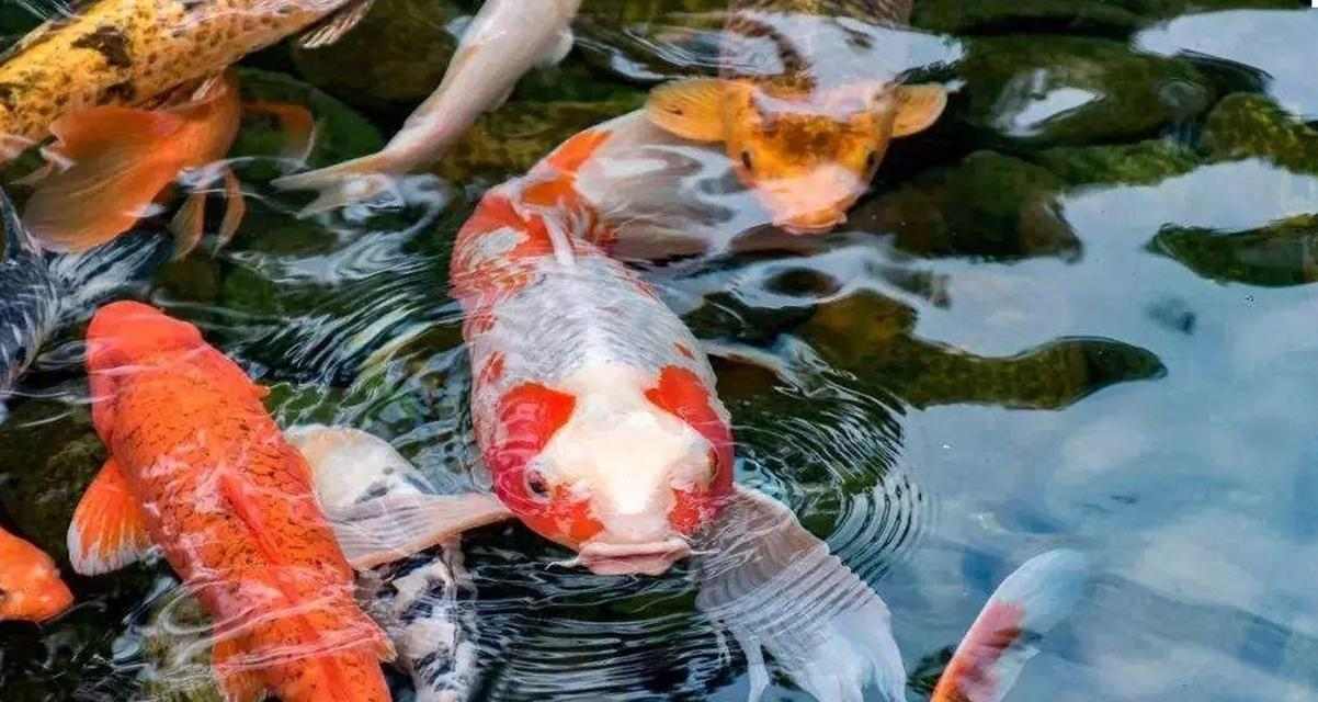 锦鲤鱼的裸缸养之谜（为什么要选择裸缸养锦