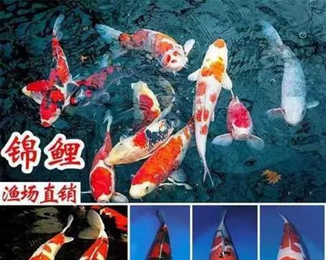 锦鲤鱼的裸缸养之谜(为什么要选择裸缸养锦鲤?()(图4) 锦鲤鱼的裸缸养之谜(为什么要选择裸缸养锦鲤?()(图4)