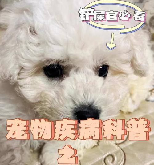 揭秘脓皮症的成因与治疗方法（探究脓皮症的