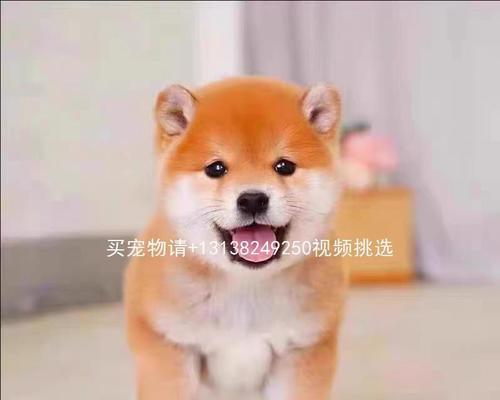 选择适合养的小型狗狗品种(如何选择合适的小型狗狗作为宠物伴侣)(图2) 选择适合养的小型狗狗品种(如何选择合适的小型狗狗作为宠物伴侣)(图2)