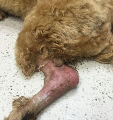 为什么狗狗要咬自己的腿?(探究狗狗咬腿行为的原因和解决方法)(图3) 为什么狗狗要咬自己的腿?(探究狗狗咬腿行为的原因和解决方法)(图3)