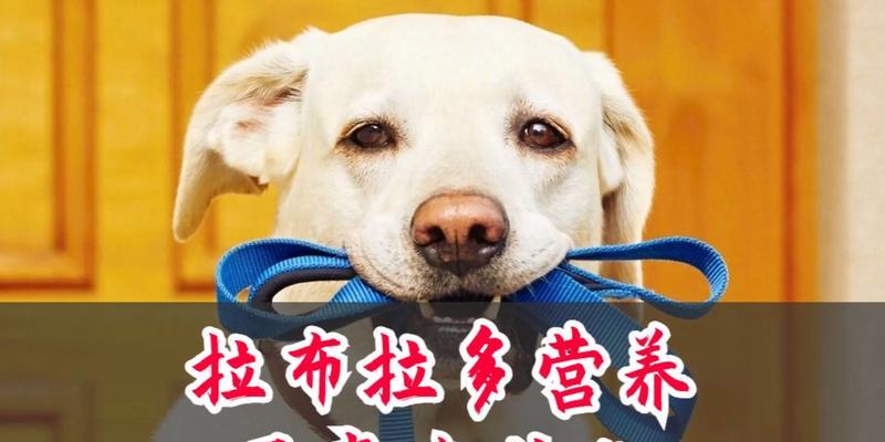 拉布拉多的营养需求与饮食搭配(探究拉布拉多犬的健康饮食要点与注意事项)(图3) 拉布拉多的营养需求与饮食搭配(探究拉布拉多犬的健康饮食要点与注意事项)(图3)