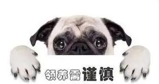 领养狗的注意事项与问题解答(了解狗狗的需求与选择适合自己的伙伴)(图1) 领养狗的注意事项与问题解答(了解狗狗的需求与选择适合自己的伙伴)(图1)