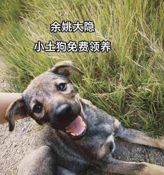 领养狗的注意事项与问题解答(了解狗狗的需求与选择适合自己的伙伴)(图2) 领养狗的注意事项与问题解答(了解狗狗的需求与选择适合自己的伙伴)(图2)