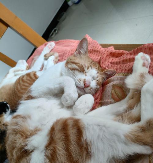 怀孕猫的征兆与家居迎接(了解猫咪怀孕的迹象,为它们的到来做好准备)(图4) 怀孕猫的征兆与家居迎接(了解猫咪怀孕的迹象,为它们的到来做好准备)(图4)