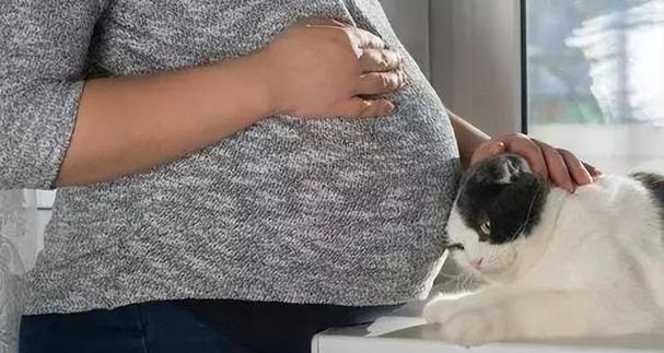 怀孕猫的征兆与家居迎接(了解猫咪怀孕的迹象,为它们的到来做好准备)(图1) 怀孕猫的征兆与家居迎接(了解猫咪怀孕的迹象,为它们的到来做好准备)(图1)