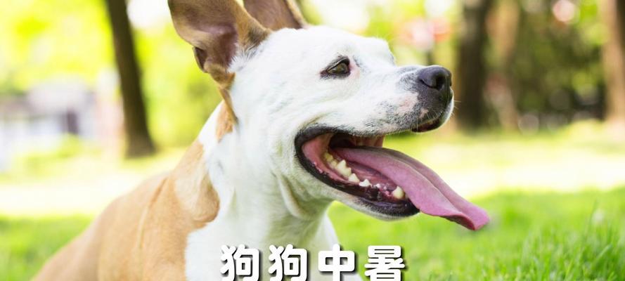 狗狗中暑发烧急需打针,保护它的健康!(了解狗狗中暑发烧的原因和应对措施,即刻行动!)(图4) 狗狗中暑发烧急需打针,保护它的健康!(了解狗狗中暑发烧的原因和应对措施,即刻行动!)(图4)