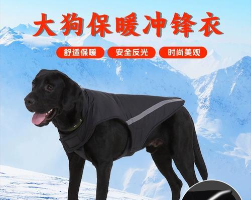金毛狗何时掉毛?(了解金毛狗的掉毛周期及原因)(图4) 金毛狗何时掉毛?(了解金毛狗的掉毛周期及原因)(图4)