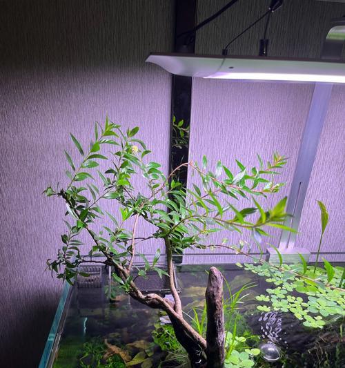 以水草适合何种水质?(水质要求下的水草生长研究)(图1) 以水草适合何种水质?(水质要求下的水草生长研究)(图1)