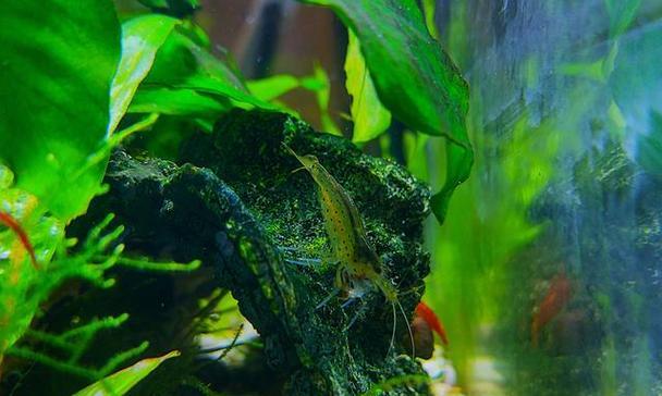 以水草适合何种水质?(水质要求下的水草生长研究)(图2) 以水草适合何种水质?(水质要求下的水草生长研究)(图2)