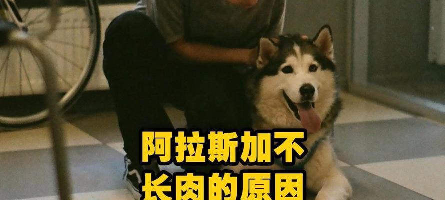 探究狗狗无精的原因及应对方法(为何狗狗失去活力?如何帮助狗狗恢复精神?)(图3) 探究狗狗无精的原因及应对方法(为何狗狗失去活力?如何帮助狗狗恢复精神?)(图3)
