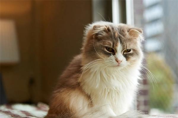 猫不爱动整天睡觉是得了什么病？