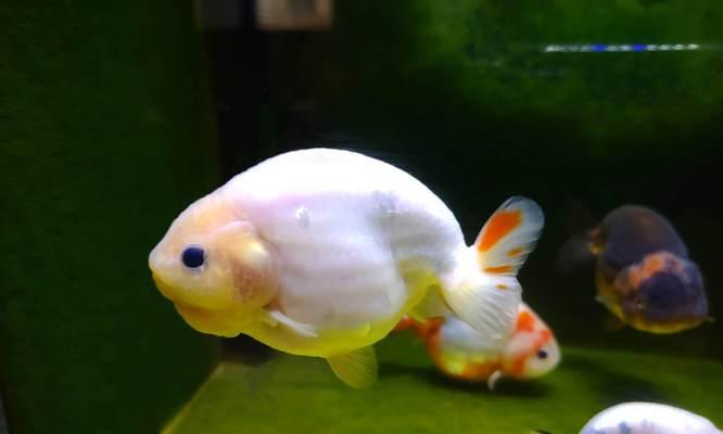 金鱼产卵的最佳饲养环境（探寻影响金鱼产卵的关键因素）(图1)
