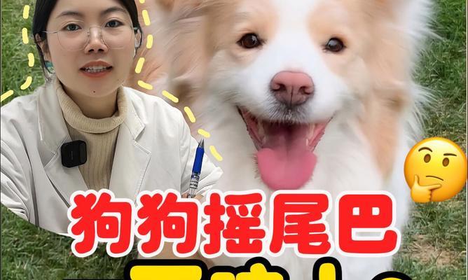 狗为什么会摇尾巴?(探究狗摇尾巴的原因及意义)(图2) 狗为什么会摇尾巴?(探究狗摇尾巴的原因及意义)(图2)