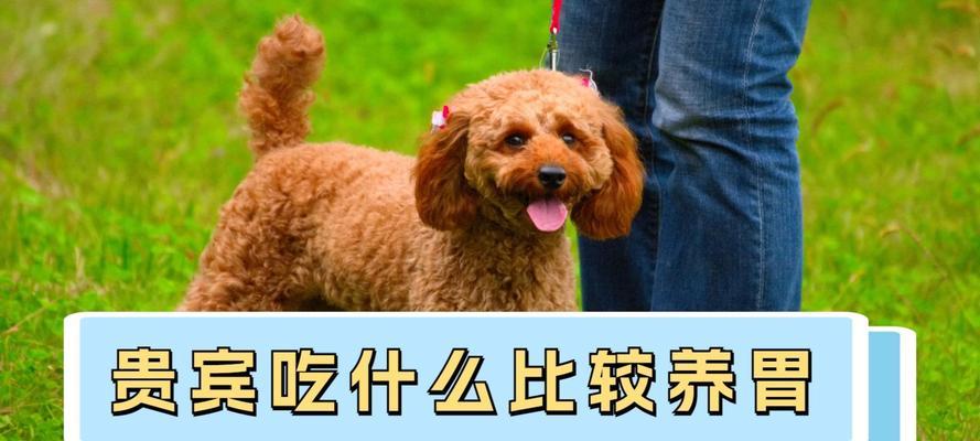 小贵宾的理想狗粮选择（为您揭秘小贵宾的狗粮饮食秘籍）(图3)
