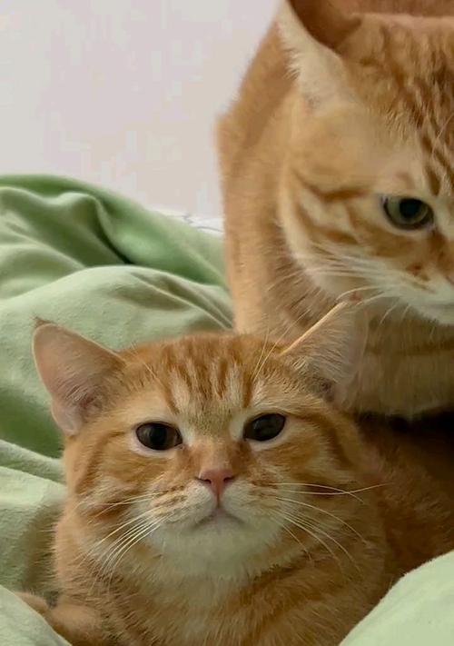 猫咪的神奇力量(解压神器,提升幸福感,促进健康)(图2) 猫咪的神奇力量(解压神器,提升幸福感,促进健康)(图2)