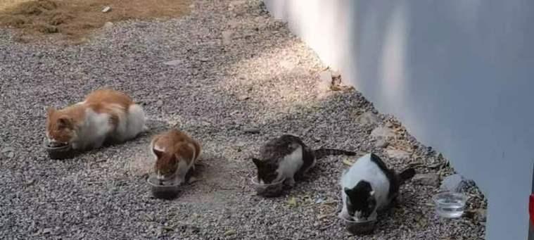 猫咪的神奇力量(解压神器,提升幸福感,促进健康)(图3) 猫咪的神奇力量(解压神器,提升幸福感,促进健康)(图3)