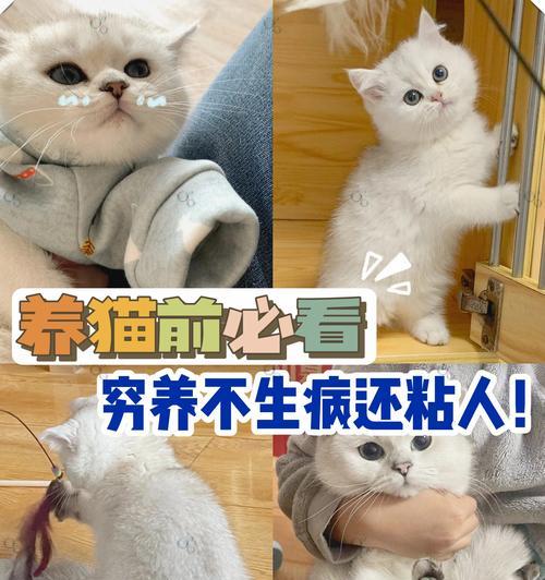 猫咪的神奇力量(解压神器,提升幸福感,促进健康)(图1) 猫咪的神奇力量(解压神器,提升幸福感,促进健康)(图1)