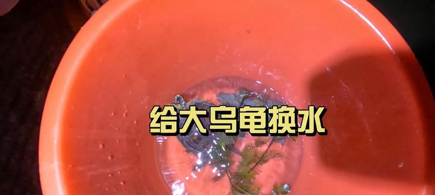 乌龟水质意义深远（探索乌龟水质的重要性及影响因素）(图1)