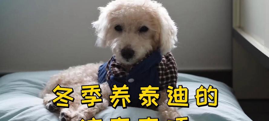 以泰迪配窝,照顾你的宠物伙伴(关注泰迪配窝的注意事项和关键要点)(图2) 以泰迪配窝,照顾你的宠物伙伴(关注泰迪配窝的注意事项和关键要点)(图2)