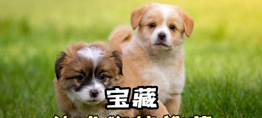 如何为杜宾幼犬选择合适的狗粮(了解杜宾幼犬的营养需求,为其选择最佳狗粮)(图3) 如何为杜宾幼犬选择合适的狗粮(了解杜宾幼犬的营养需求,为其选择最佳狗粮)(图3)