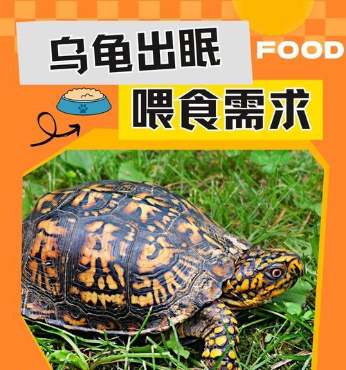 小乌龟的饮食搭配与喂养建议(小乌龟的饮食需求及适宜食物,助你成为贴心的宠物主人)(图1) 小乌龟的饮食搭配与喂养建议(小乌龟的饮食需求及适宜食物,助你成为贴心的宠物主人)(图1)
