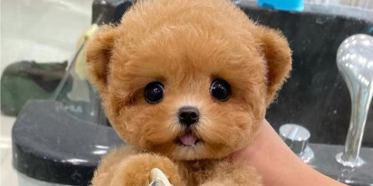 深入了解泰迪（泰迪犬的性格、外貌和训练技