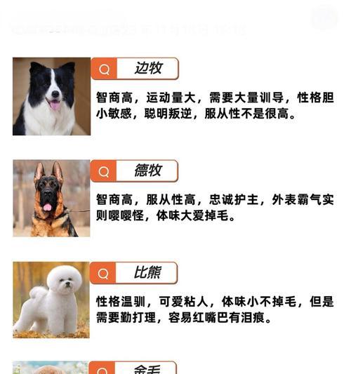 狗的本领和外形解密(揭秘狗的能力和外貌特征,让你对这些可爱的生物有更深入的了解)(图1) 狗的本领和外形解密(揭秘狗的能力和外貌特征,让你对这些可爱的生物有更深入的了解)(图1)