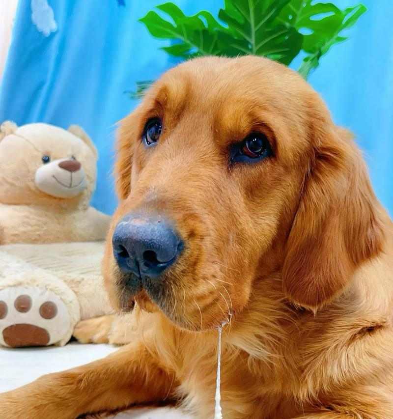 小狗狗补钙吃什么最好（营养丰富的食物是宝贝犬成长的关键）(图4)