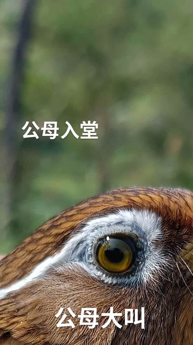 画眉鸟的主要食物及其重要性(揭秘画眉鸟的食物偏好和饮食习惯)(图2) 画眉鸟的主要食物及其重要性(揭秘画眉鸟的食物偏好和饮食习惯)(图2)