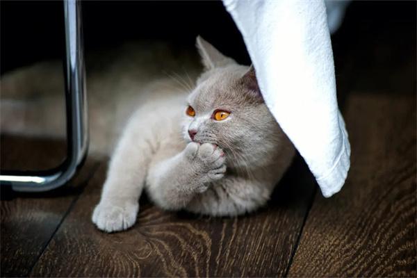 猫咪腹式呼吸的原因及治疗方法? 猫咪腹式呼吸的原因及治疗方法?