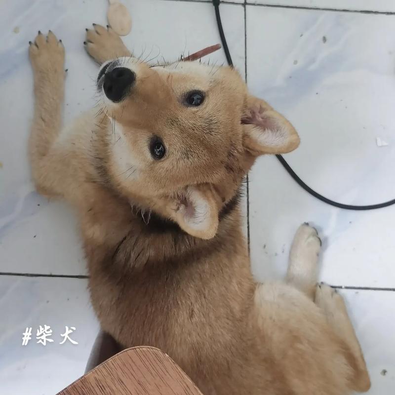 小狗食欲不振的原因及应对措施（小狗突然不