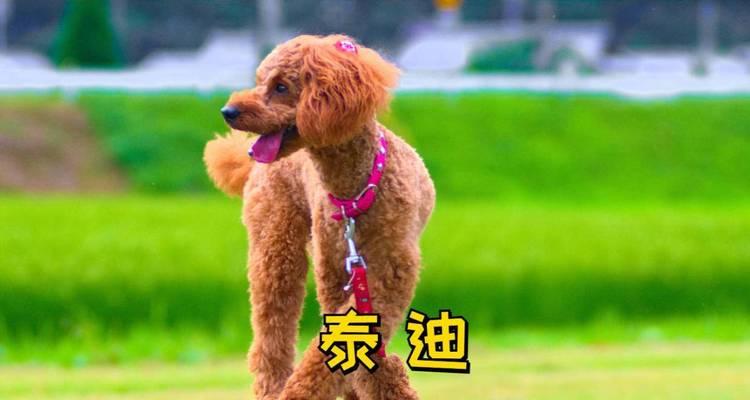 深入了解泰迪(泰迪犬的性格、外貌和训练技巧)(图4) 深入了解泰迪(泰迪犬的性格、外貌和训练技巧)(图4)