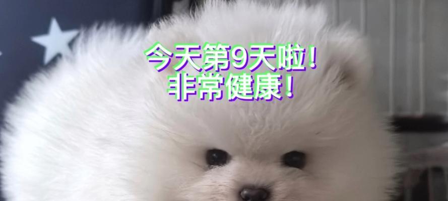 成都犬舍（探索成都犬舍的多样魅力，让你爱