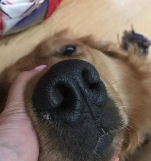狗鼻子有白色鼻涕的原因解析(了解狗鼻子白色鼻涕的成因和应对方法)(图2) 狗鼻子有白色鼻涕的原因解析(了解狗鼻子白色鼻涕的成因和应对方法)(图2)