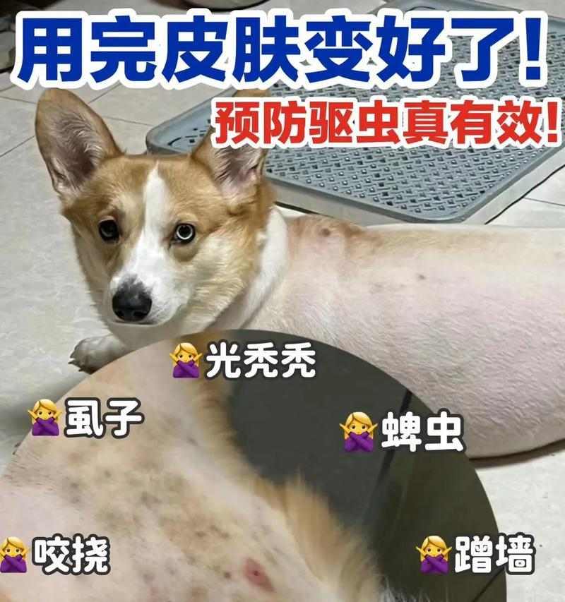 为皮肤病的狗选择适当的饮食(了解狗狗皮肤病情况,合理选择食物保持健康)(图3) 为皮肤病的狗选择适当的饮食(了解狗狗皮肤病情况,合理选择食物保持健康)(图3)