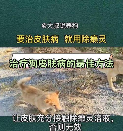为皮肤病的狗选择适当的饮食(了解狗狗皮肤病情况,合理选择食物保持健康)(图1) 为皮肤病的狗选择适当的饮食(了解狗狗皮肤病情况,合理选择食物保持健康)(图1)