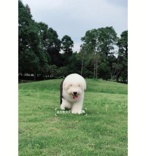以古牧与犬杂交(探索以古牧与其他犬种杂交的迷人之处)(图1) 以古牧与犬杂交(探索以古牧与其他犬种杂交的迷人之处)(图1)