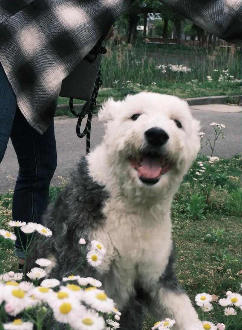 以古牧与犬杂交(探索以古牧与其他犬种杂交的迷人之处)(图2) 以古牧与犬杂交(探索以古牧与其他犬种杂交的迷人之处)(图2)