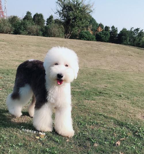 以古牧与犬杂交(探索以古牧与其他犬种杂交的迷人之处)(图3) 以古牧与犬杂交(探索以古牧与其他犬种杂交的迷人之处)(图3)