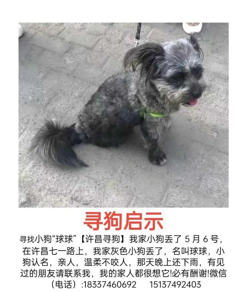 狗狗为什么不叫？（探究狗狗不叫的原因及解释）(图1)