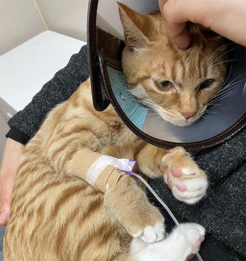 猫咪突然断粮，你应该准备什么？（为了宠物