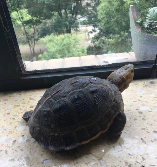 探秘乌龟的奇妙世界(一窥乌龟的品种与特性)(图2) 探秘乌龟的奇妙世界(一窥乌龟的品种与特性)(图2)