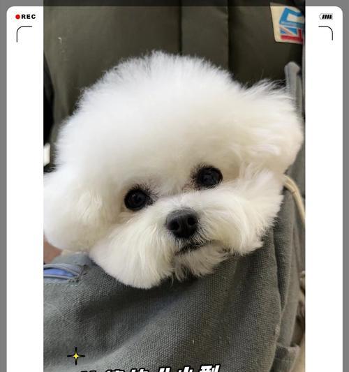 探索比熊的多样体型之美（了解比熊的体型特