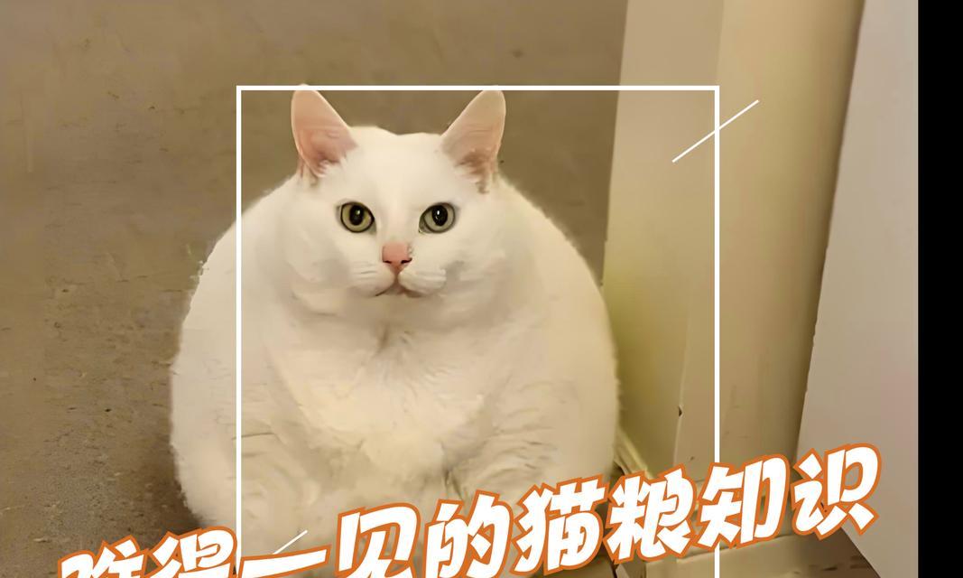 猫咪的日常饮食需求（全面了解猫咪的饮食习